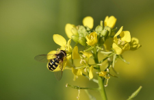 Mustard Plant